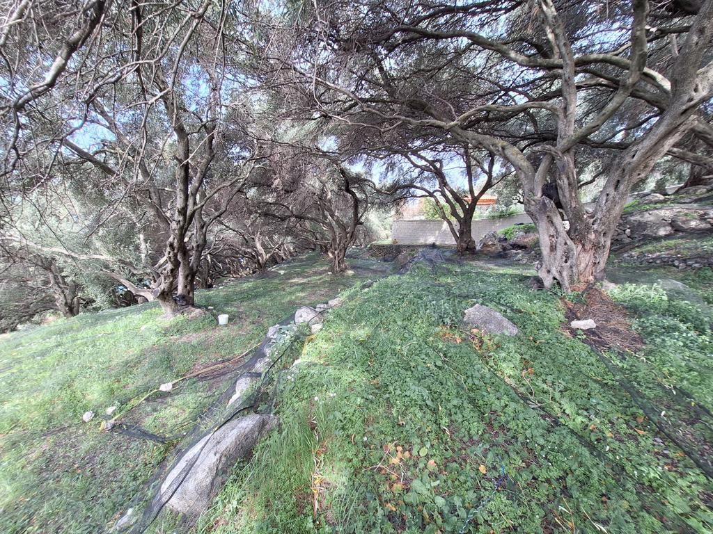 Land in Corfu, Corfu Prefecture, Greece – 62632