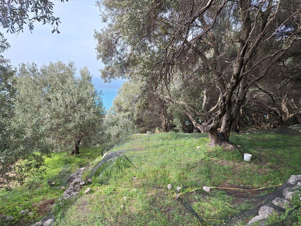 Land in Corfu, Corfu Prefecture, Greece – 62632