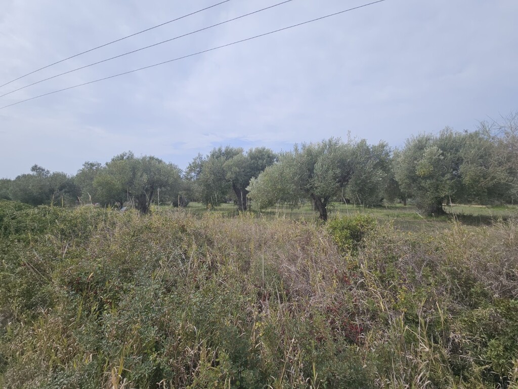 Land in Kassandra, Chalkidiki, Greece – 62617