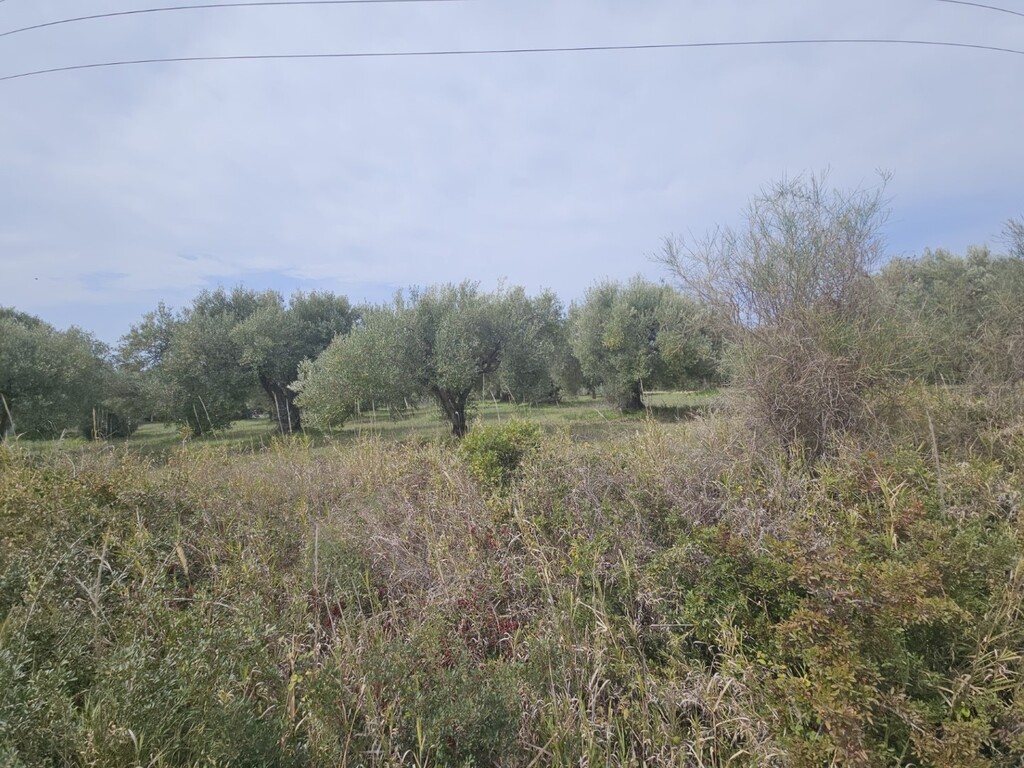 Land in Kassandra, Chalkidiki, Greece – 62617