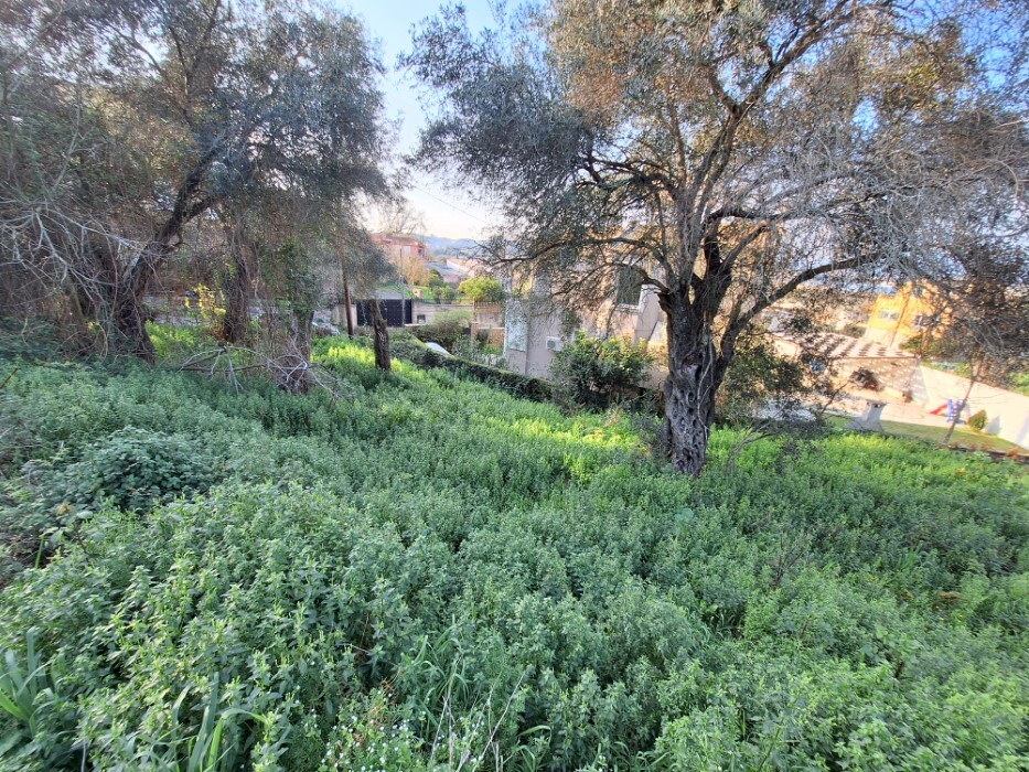 Land in Corfu, Corfu Prefecture, Greece – 62298