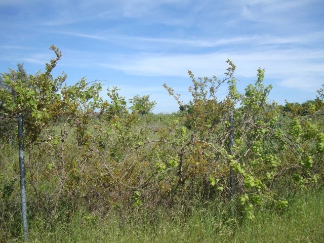 Land in Epanomi, Thessaloniki – Suburbs, Greece – 62125