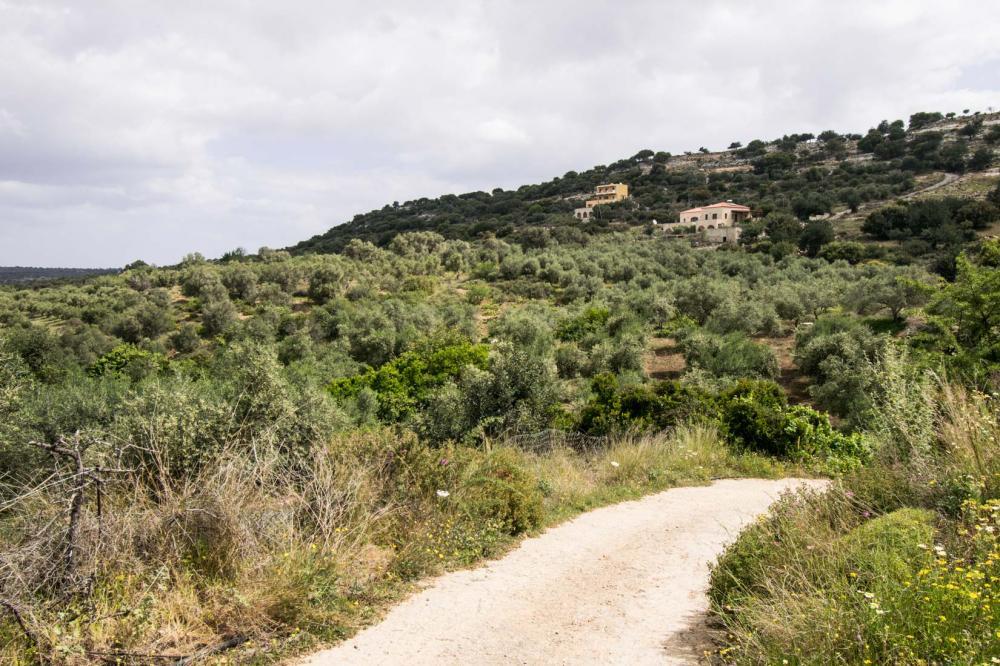Land in Arkadi, Rethymno Prefecture, Greece – 62016