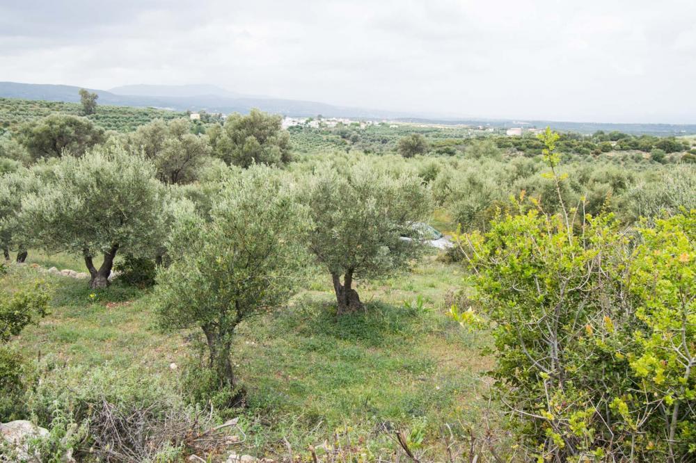 Land in Arkadi, Rethymno Prefecture, Greece – 62015