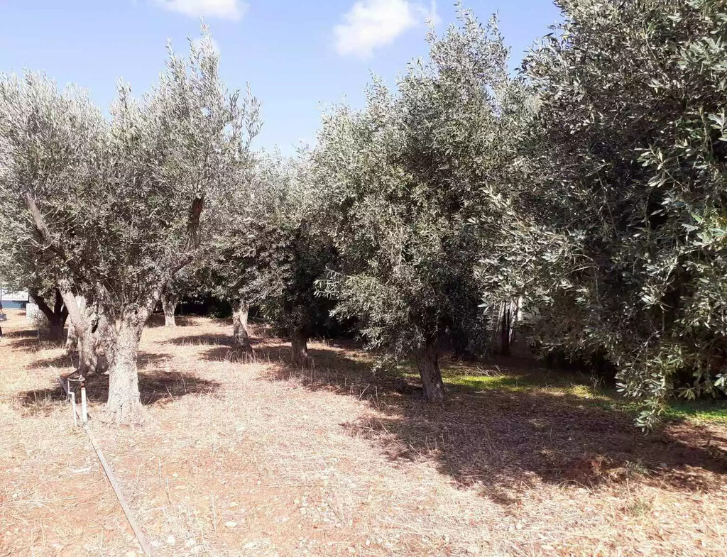 Land in Vari – Varkiza, Athens – South, Greece – 62005