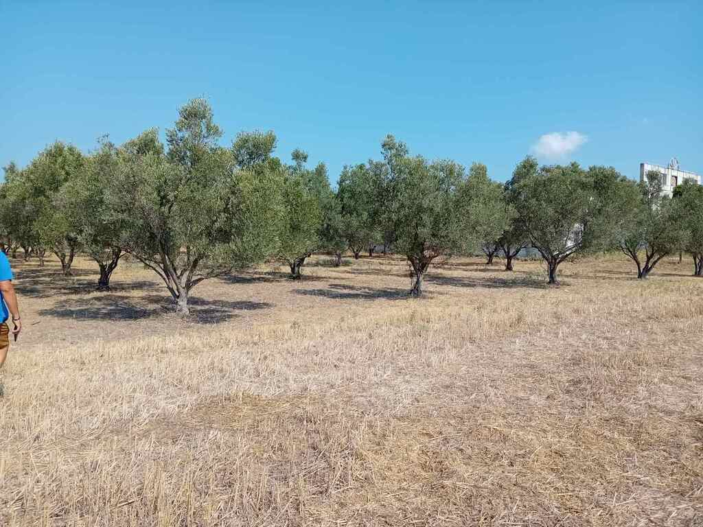 Land in Nea Propontida, Chalkidiki, Greece – 61856