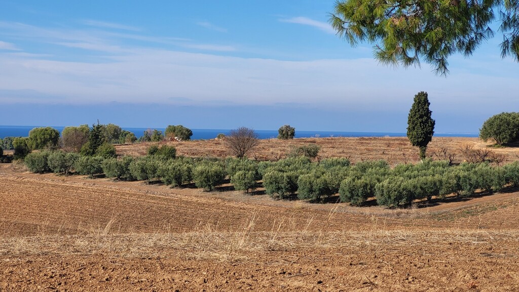 Land in Kassandra, Chalkidiki, Greece – 61821