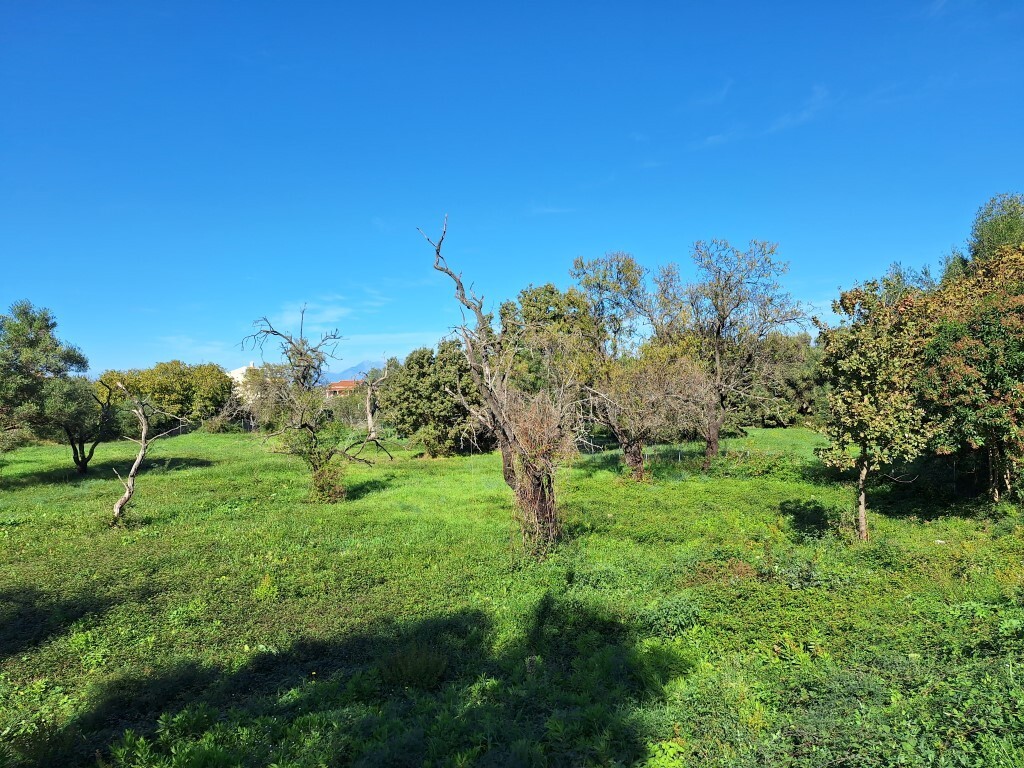 Land in Corfu, Corfu Prefecture, Greece – 61456