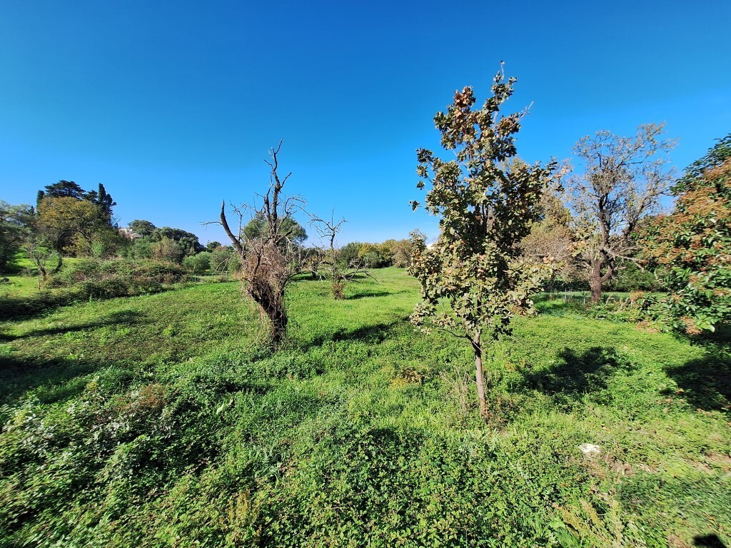 Land in Corfu, Corfu Prefecture, Greece – 61456