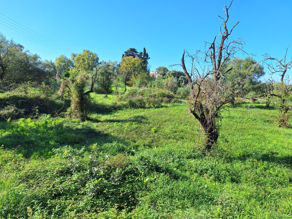 Land in Corfu, Corfu Prefecture, Greece – 61456