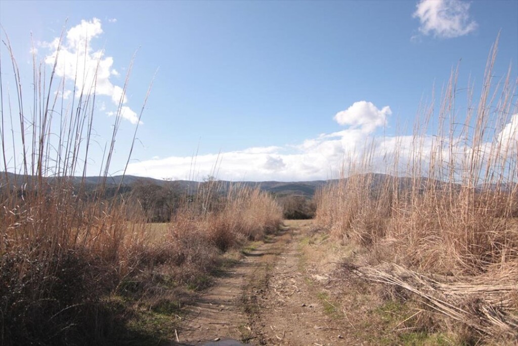 Land in Aristotle, Chalkidiki, Greece – 61406