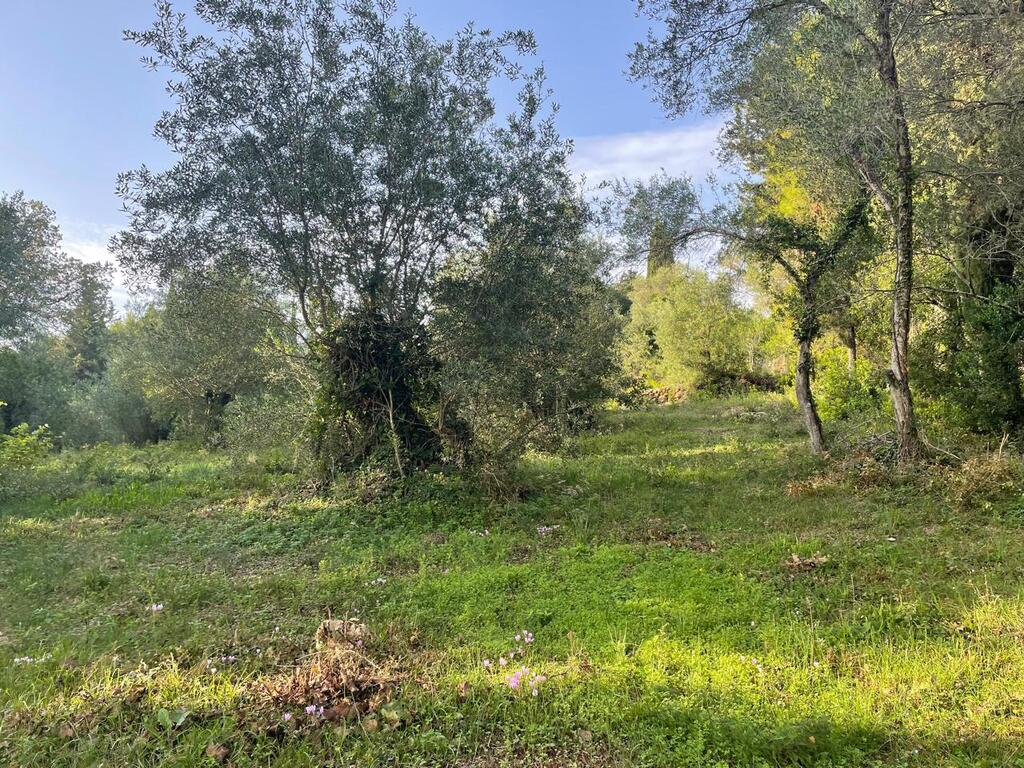 Land in Corfu, Corfu Prefecture, Greece – 61294