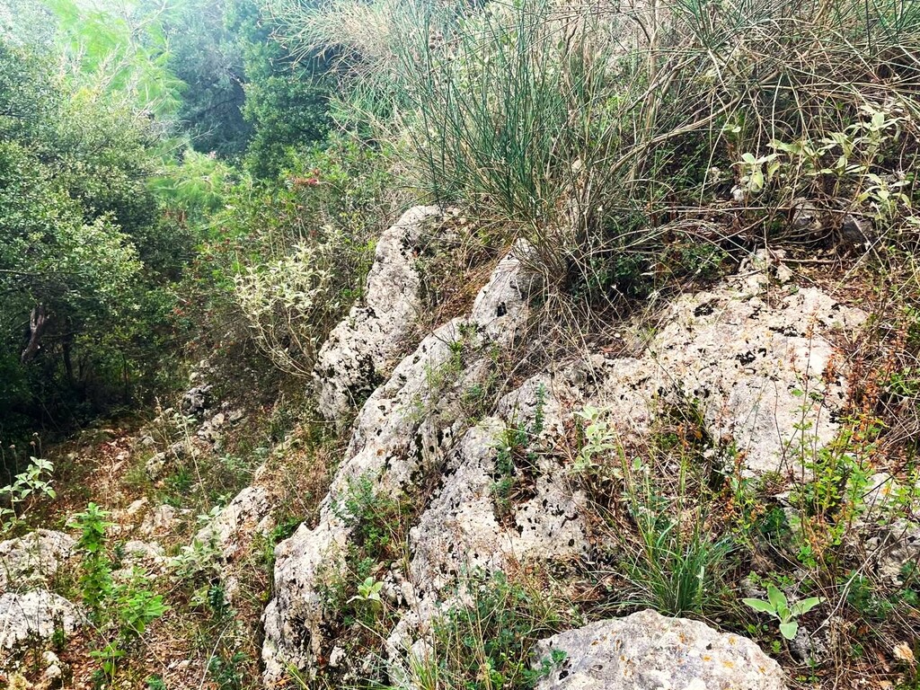Land in Corfu, Corfu Prefecture, Greece – 61051