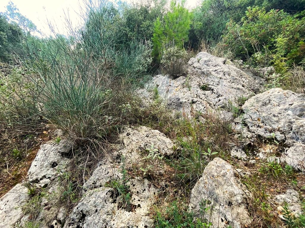 Land in Corfu, Corfu Prefecture, Greece – 61051