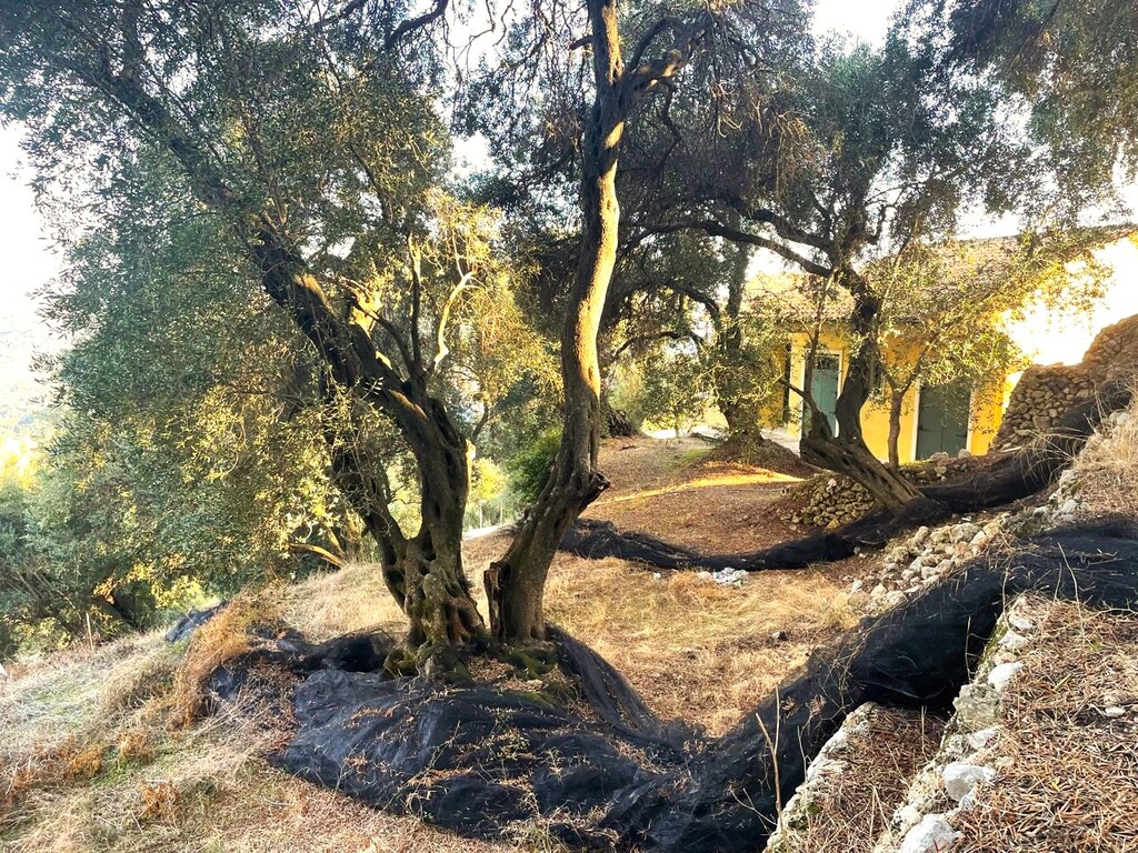 Land in Corfu, Corfu Prefecture, Greece – 61049