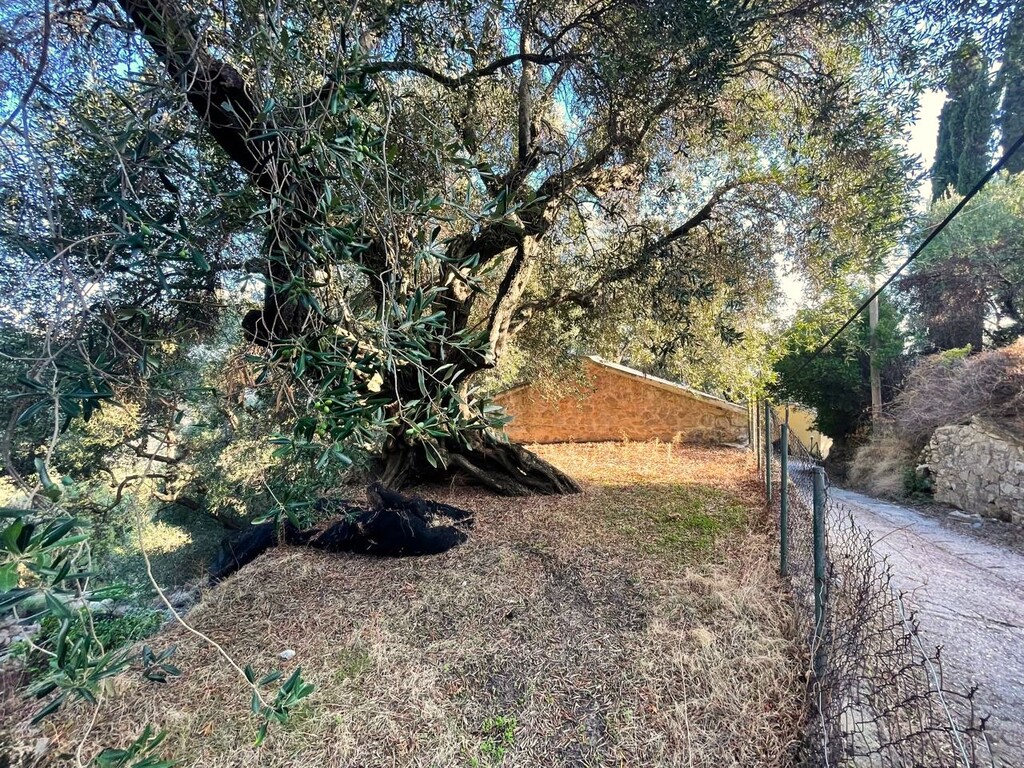 Land in Corfu, Corfu Prefecture, Greece – 61049