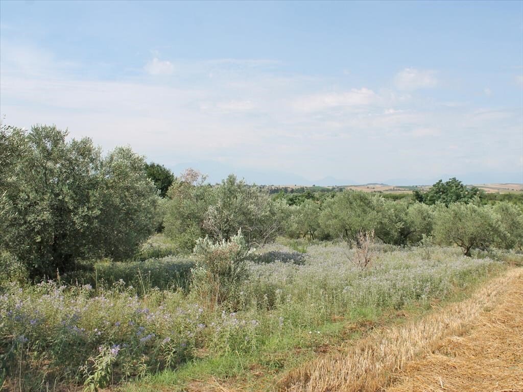 Land in Pidna, Pieria Prefecture, Greece – 60952