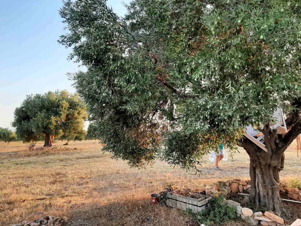 Land in Sithonia, Chalkidiki, Greece – 60892