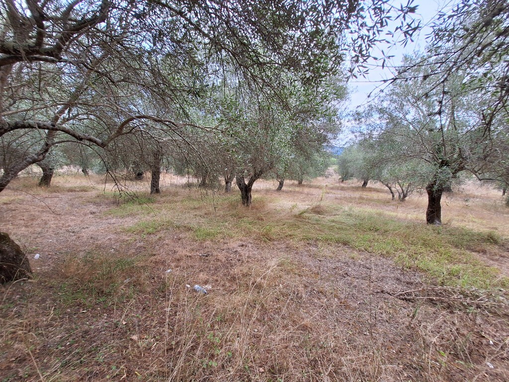 Land in Corfu, Corfu Prefecture, Greece – 60789