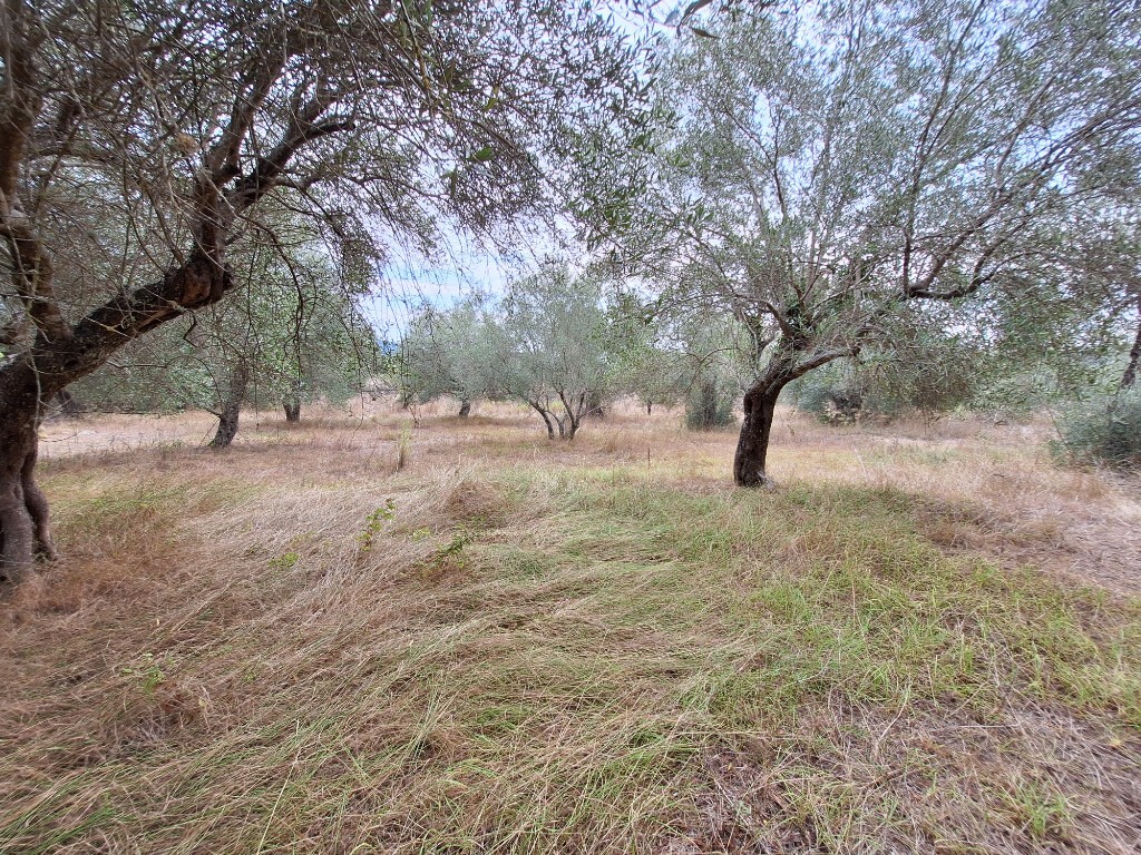 Land in Corfu, Corfu Prefecture, Greece – 60789