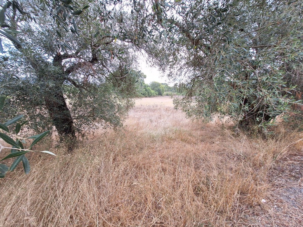 Land in Corfu, Corfu Prefecture, Greece – 60789
