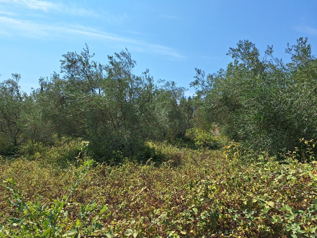Land in Corfu, Corfu Prefecture, Greece – 60620