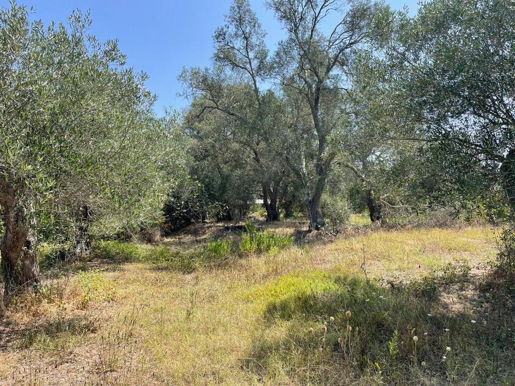 Land in Corfu, Corfu Prefecture, Greece – 60604