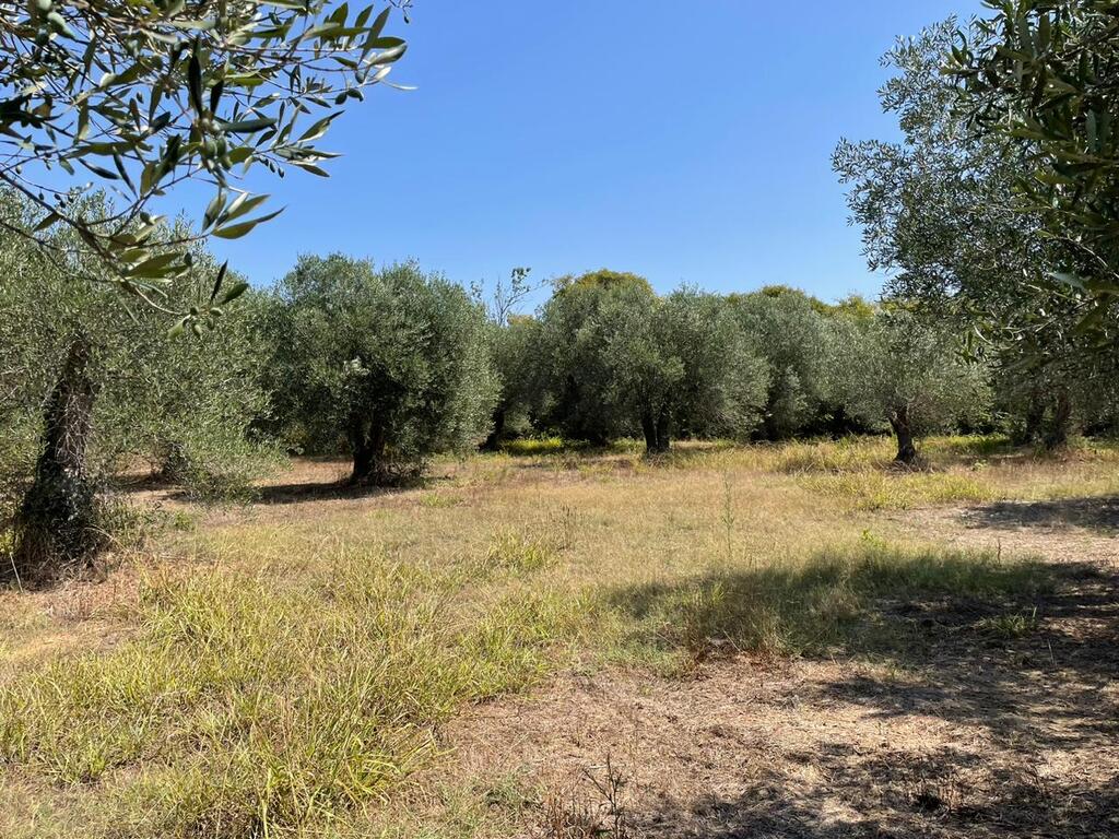 Land in Corfu, Corfu Prefecture, Greece – 60604
