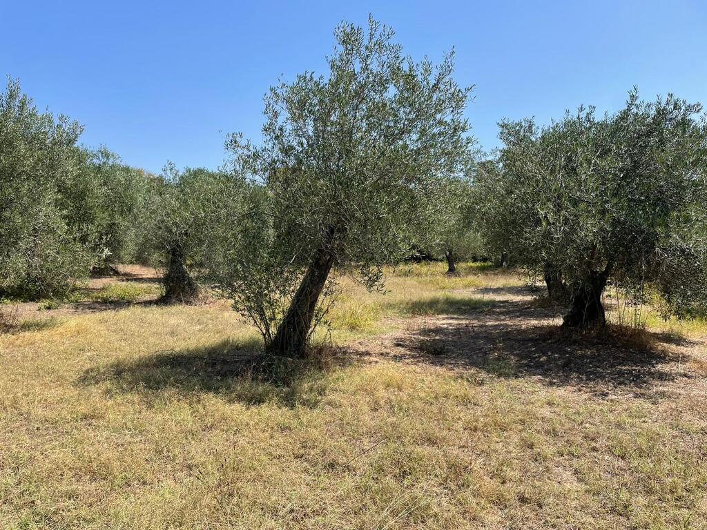 Land in Corfu, Corfu Prefecture, Greece – 60604
