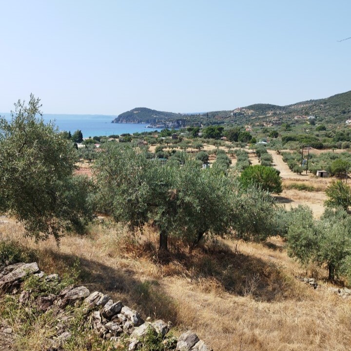Land in Aristotle, Chalkidiki, Greece – 60437
