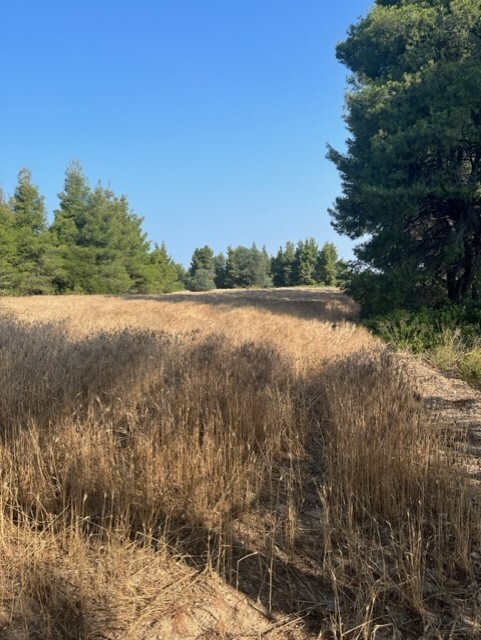 Land in Kassandra, Chalkidiki, Greece – 60383