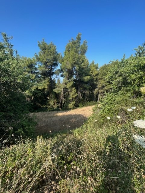 Land in Kassandra, Chalkidiki, Greece – 60383