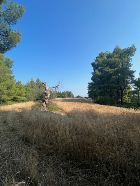 Land in Kassandra, Chalkidiki, Greece – 60383