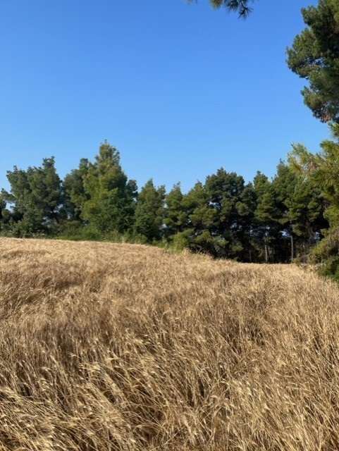 Land in Kassandra, Chalkidiki, Greece – 60381