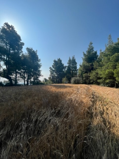 Land in Kassandra, Chalkidiki, Greece – 60381