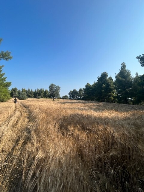 Land in Kassandra, Chalkidiki, Greece – 60381