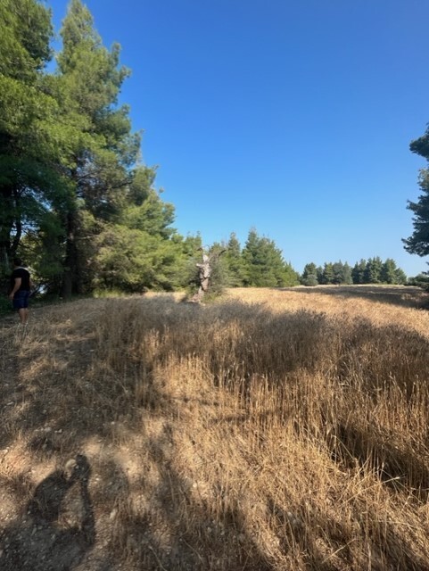 Land in Kassandra, Chalkidiki, Greece – 60381