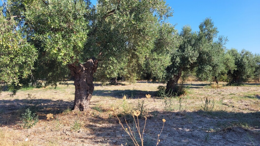 Land in Kassandra, Chalkidiki, Greece – 60326