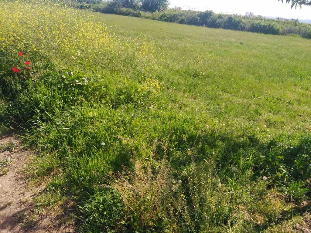 Land in Veroia, Imathia, Greece – 60301