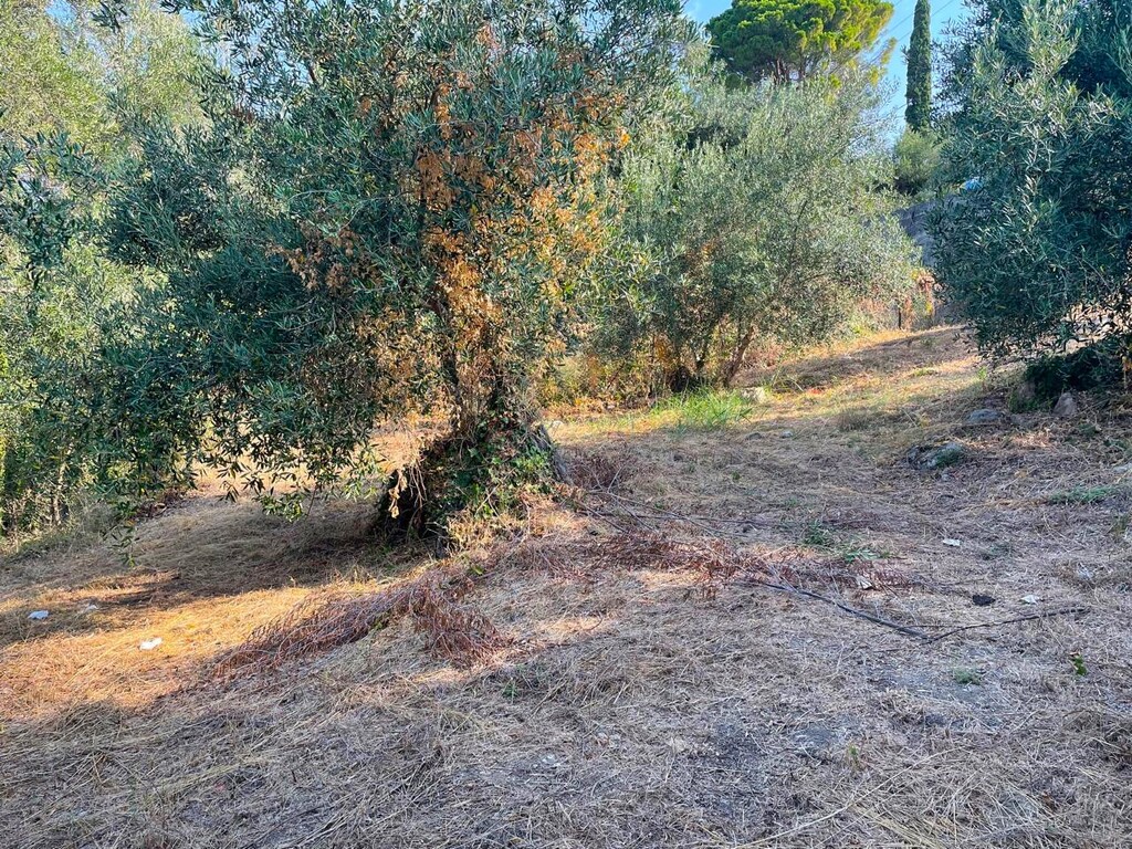 Land in Corfu, Corfu Prefecture, Greece – 60214