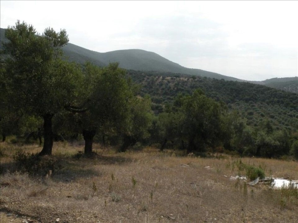 Land in Sithonia, Chalkidiki, Greece – 60043