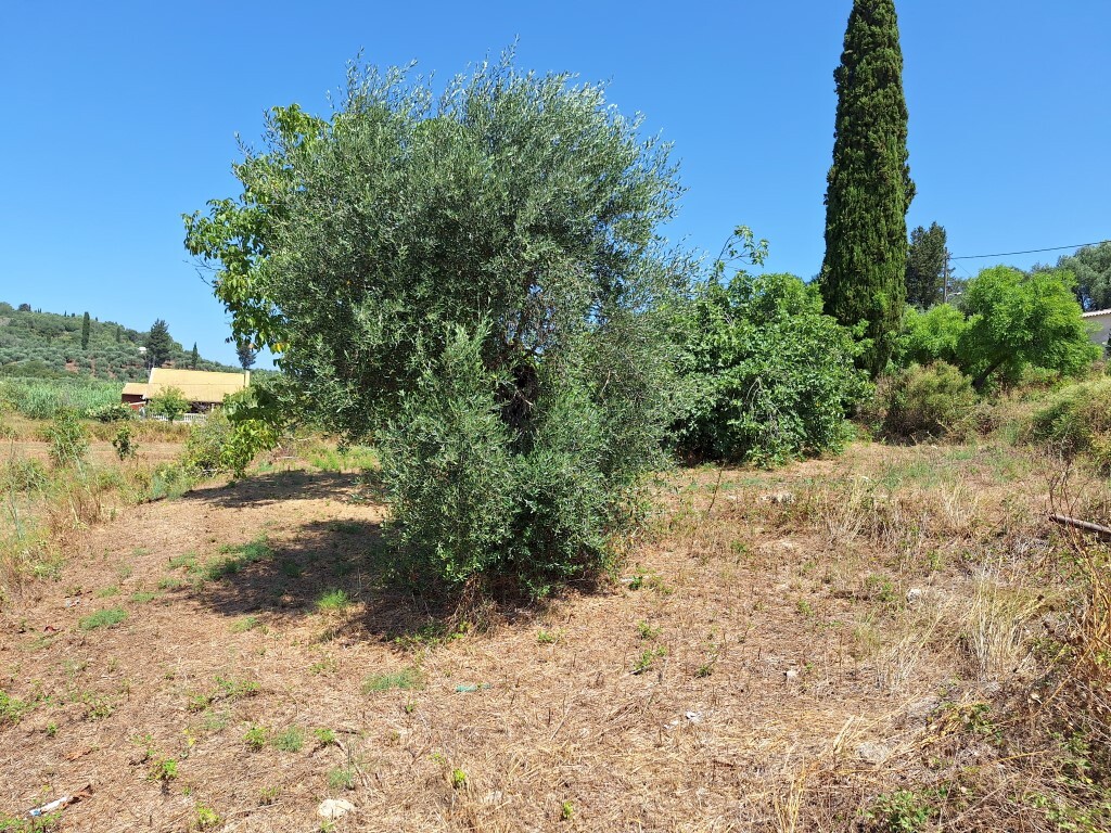 Land in Corfu, Corfu Prefecture, Greece – 60025