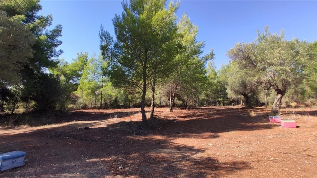 Land in Poligiros, Chalkidiki, Greece – 59910