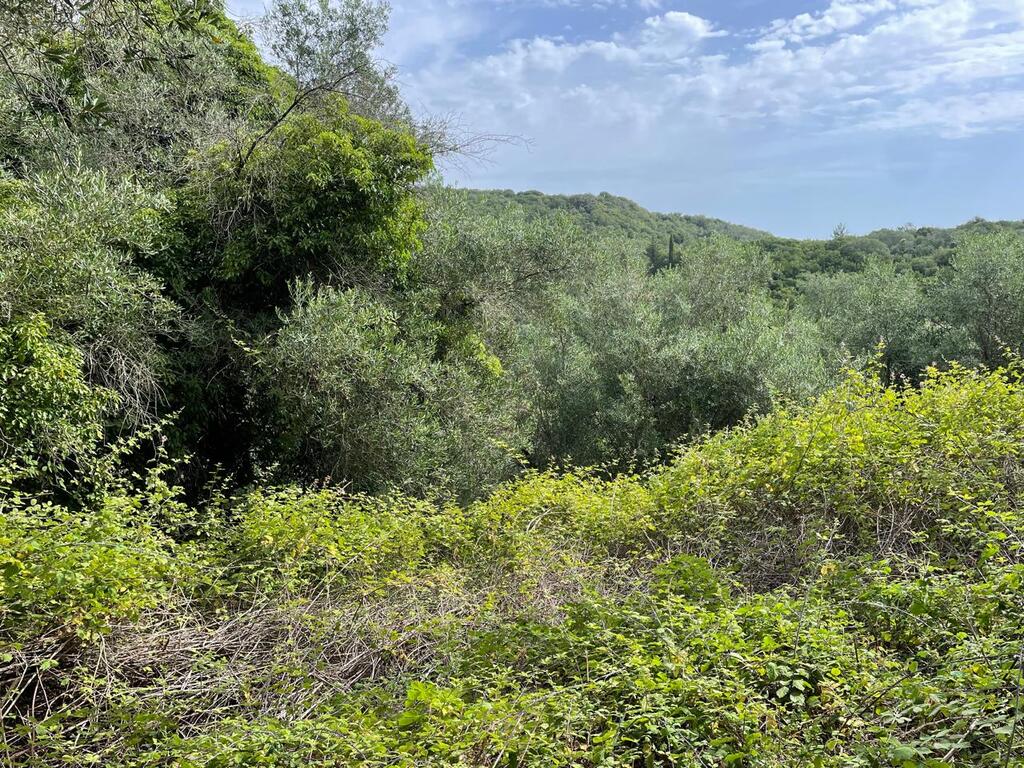 Land in Corfu, Corfu Prefecture, Greece – 59779