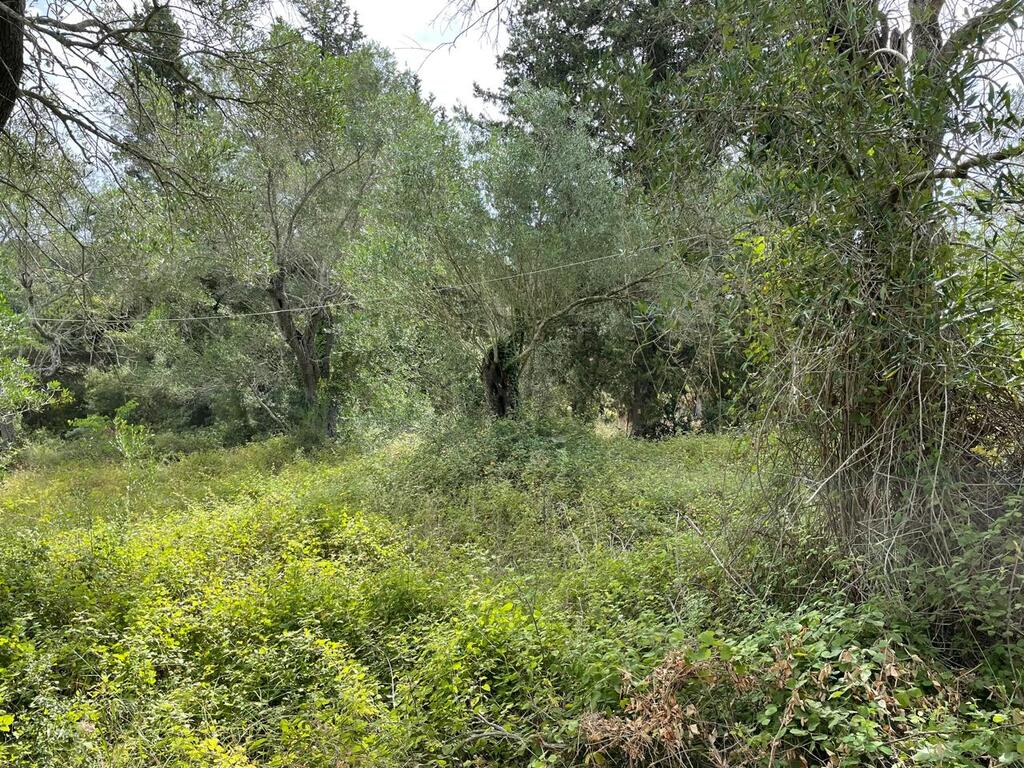 Land in Corfu, Corfu Prefecture, Greece – 59779