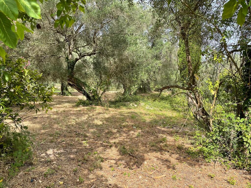 Land in Corfu, Corfu Prefecture, Greece – 59779