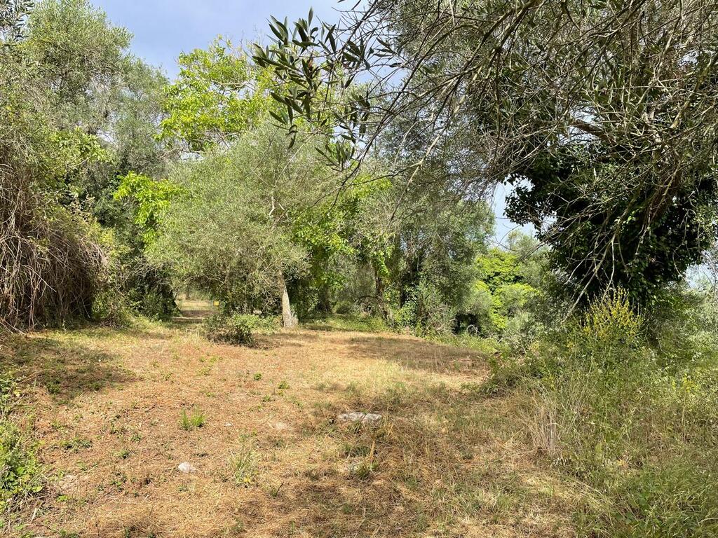 Land in Corfu, Corfu Prefecture, Greece – 59779