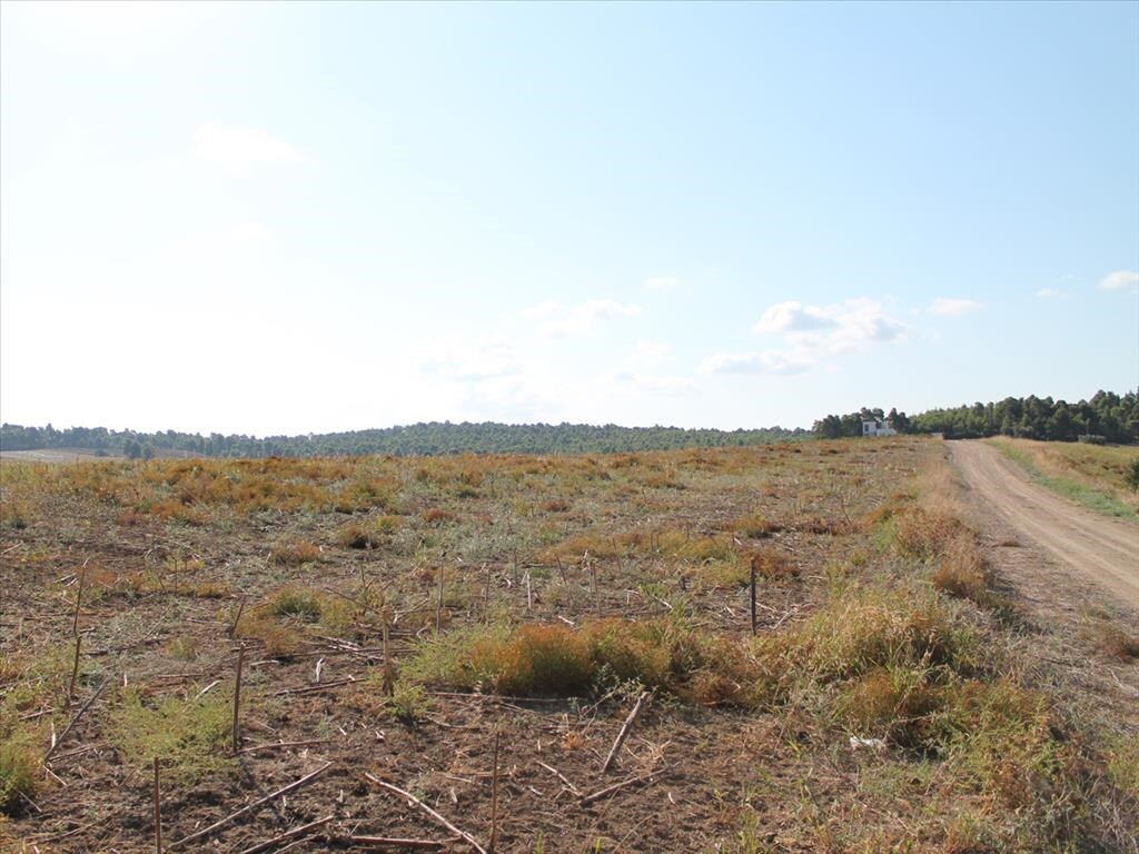 Land in Kassandra, Chalkidiki, Greece – 59728