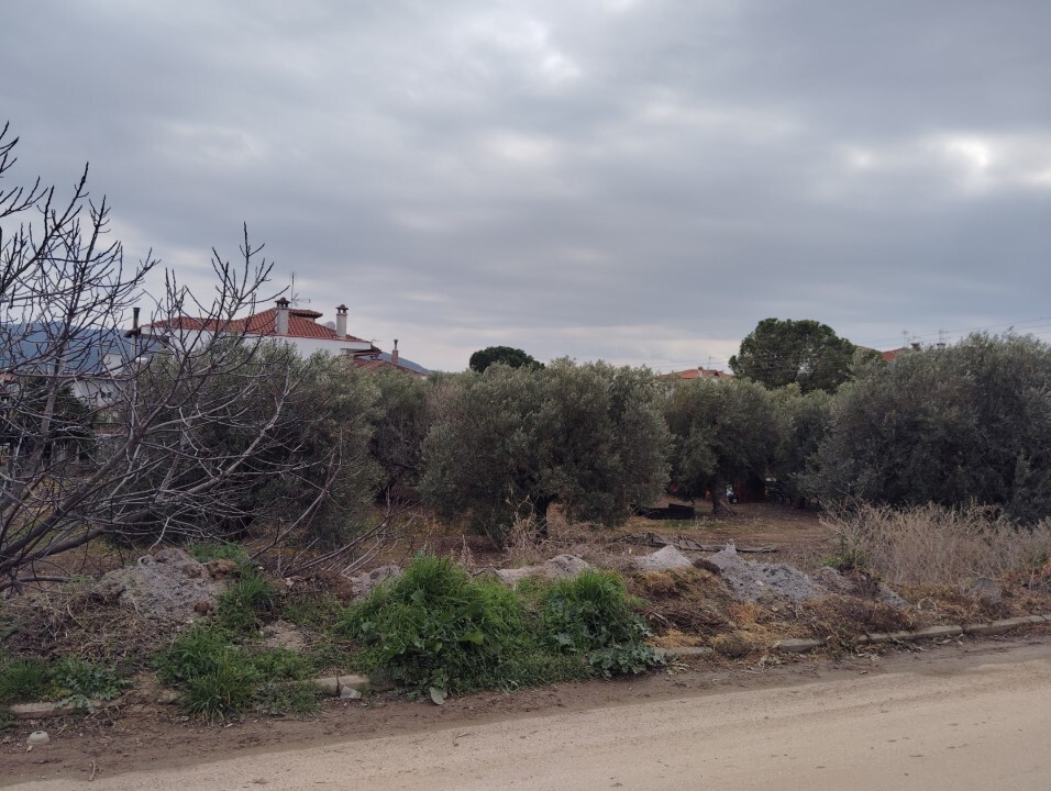 Land in Poligiros, Chalkidiki, Greece – 59464