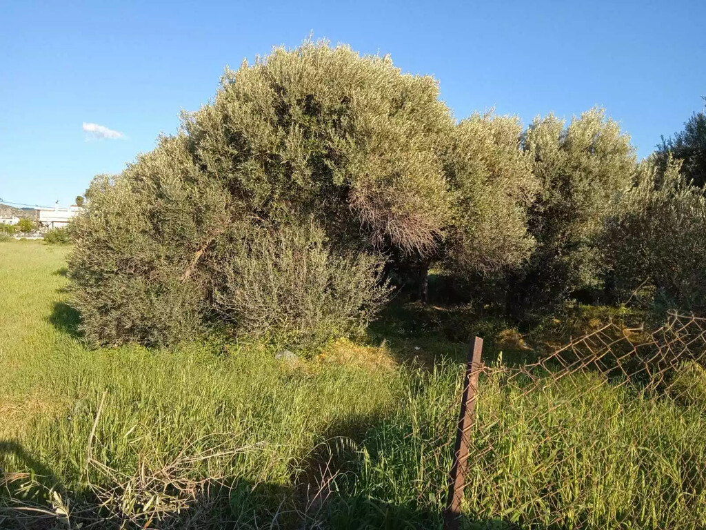 Land in Chalkida, Evia, Greece – 59361